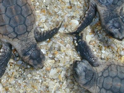 Things To Do https://annamariaisland.icnd-cdn.com/images/thingstodo/Ecotourism Turtles.jpg